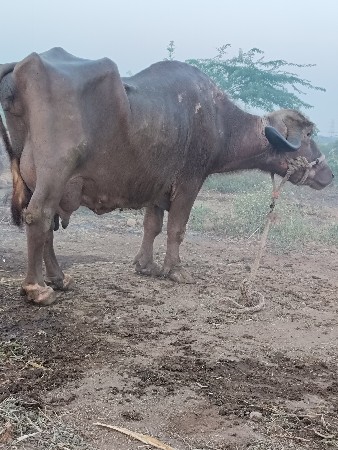 ભેંસ વેચવાની છે