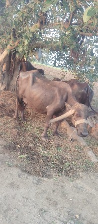ભેંસ વેચવાની છે