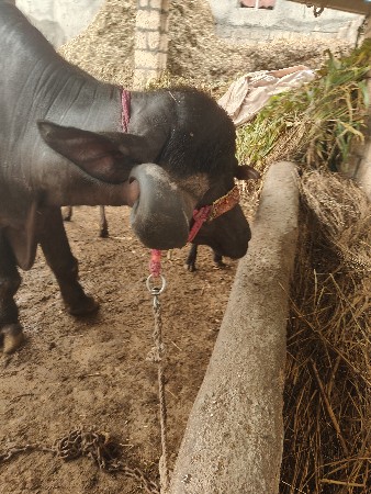જાફરી બીજું વેતર વ્યાલ
