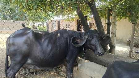 ભેસ વેચવાની છે