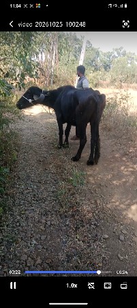 ખડેલી દેશી જાફરાબાદી