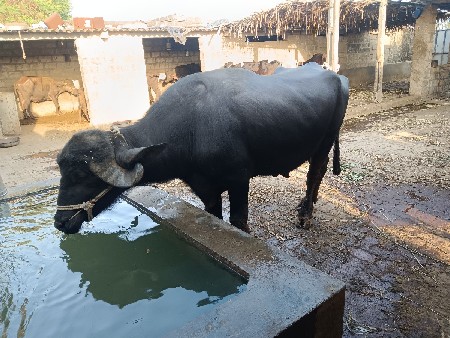 પાડો વેચવાનો છે