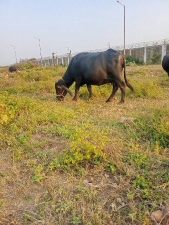 ભેસ વેચવાની છે