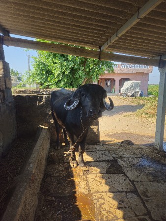 ખડેલિ વેચવાની છે