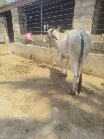 ગાય વેચવાની છે