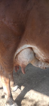 ગાય વેચવાની છે