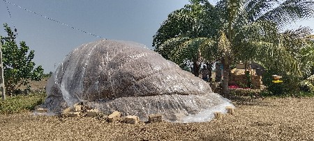 માંડવીનો ભૂકો