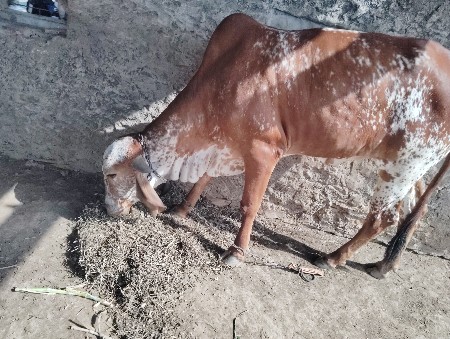 ગાઈ વેચ વાનીછે