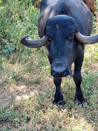 પડો તણસડાતણમહીનાનીવીયાણેલ