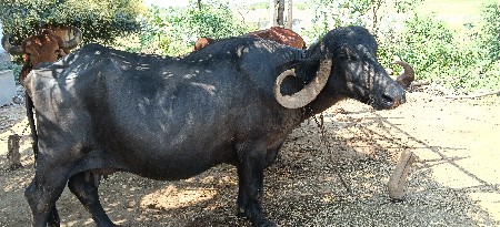આ ભેંસ વેચવાની છે