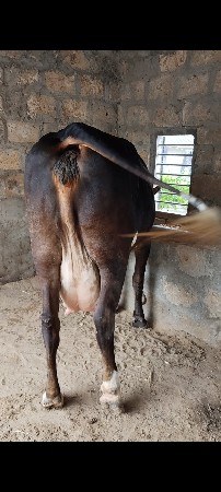 ગાય