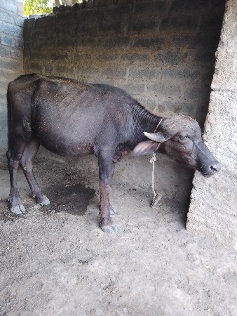 ખડાયા વેચવાના છે
