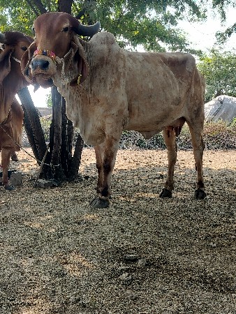 ગાય દેવાનિછે