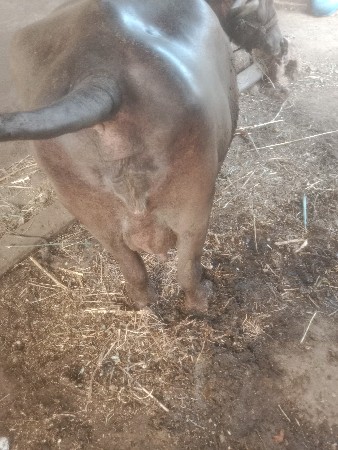 આ ભેસ વેચવાની છે