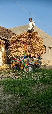 જુવારનો ચારો વેચવાનો છે
