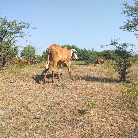 હોળકી વેચવાની છે