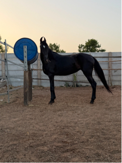 Sire by rudra
Dam manki