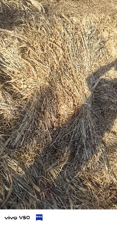 જુવાર ની સાર ના પુરા દેવાના છે