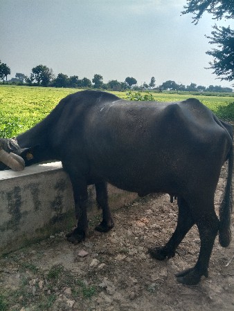 ભેંસ વેચવા ની છે