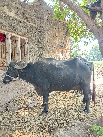 2 . 3 દીવસ ની વાર છે 
3 વેતર