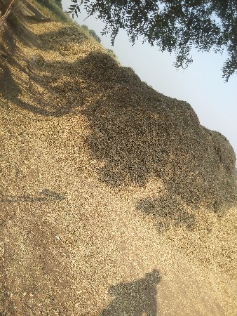 20 નંબરનો પાલો