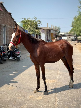 ઘોડી વેચવા છે