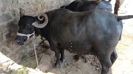 ભેંસ વેચવાની છે નીચે આપેલ નંબરમાં