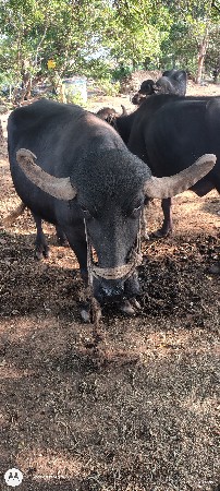 ભેંસ વેચવાની છે