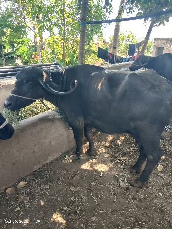 ભેંસ વેચવાની છે