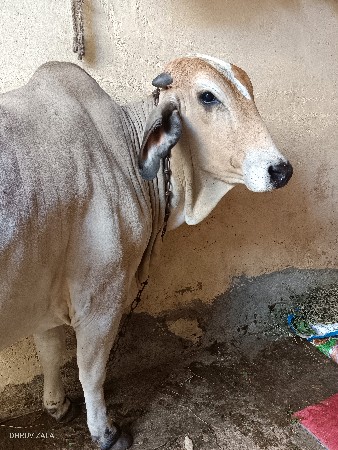 ગાય વેચવાની છે