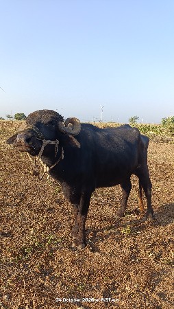 ભેંસ વેચવાની છે.
