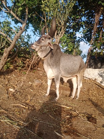 વાસડો