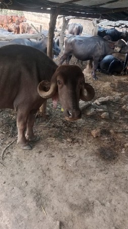 ખડાય પાસ વર્ષ  ની છે ખાલી છે