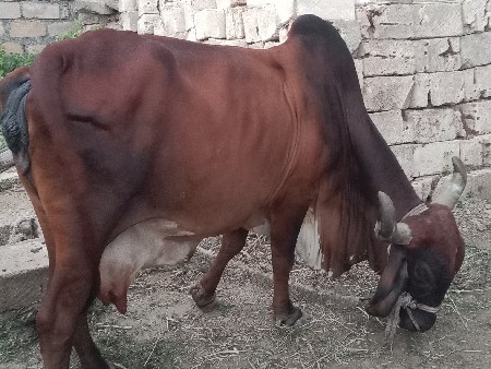 આ ગાય વેચવાની છે.