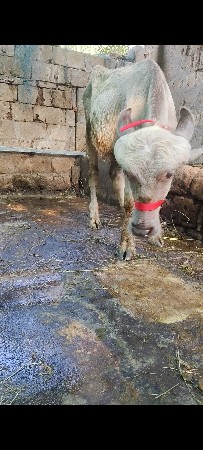 ભૂરી પાડી