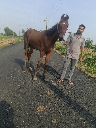 વછેરો ઘોડો વેચવાનો છે