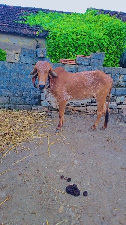 વાછડી