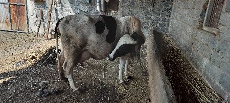 ગાય વેચવાની છે