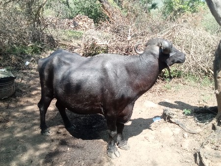 ભૅસ ૫ દીવસ ની કાશી છૅ
