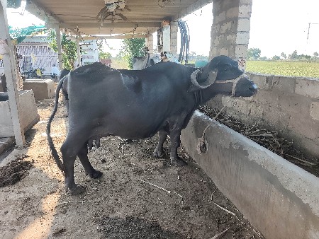 4 ભેશુ વેચવાની છે
