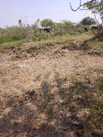 પાડીયુ