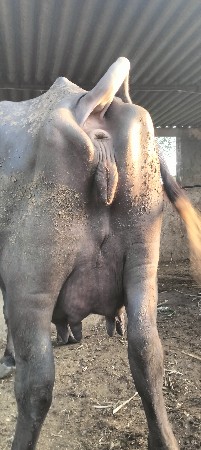ભેંસ વેચવા ની છે
