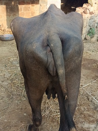 ભેસ.. વેચવાની છે