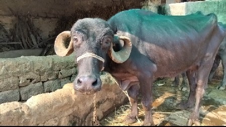 ભેંસ વેચવાની છે....