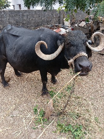ચોથા વેતર ની ભેંસ