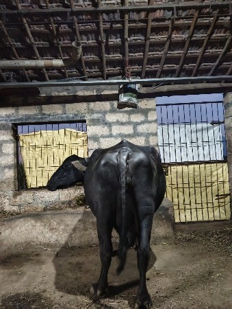 ભેંશ વેચવાની છે
