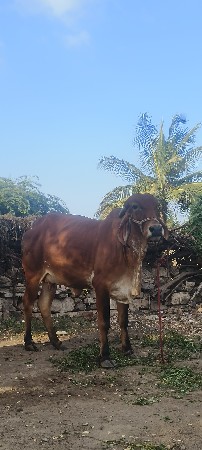 વેચવાનીછે
