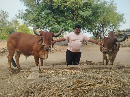 ગોધલા વેચવાના છે