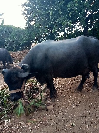 ભેંશ વેચવાની છે