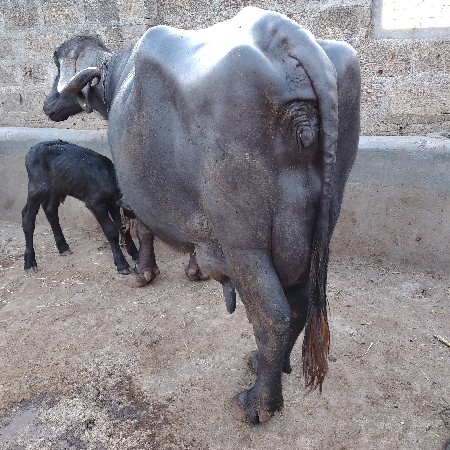 વેચવાની